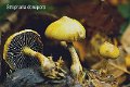 Protostropharia dorsipora-amf2127
